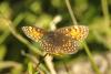 Melitaea diamina